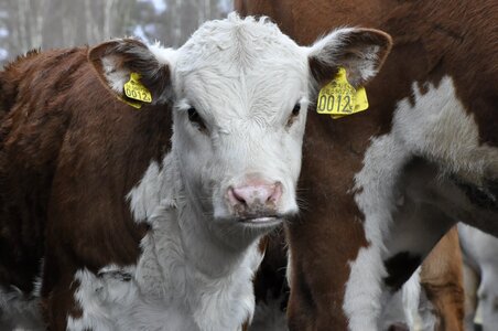Bovine ko cow