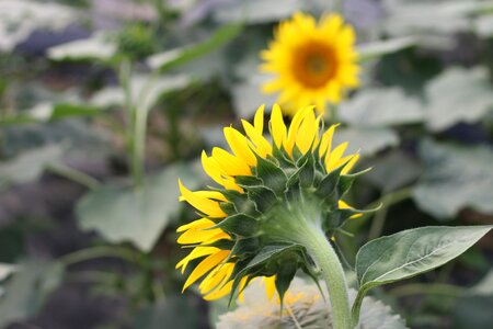 Green open country flower