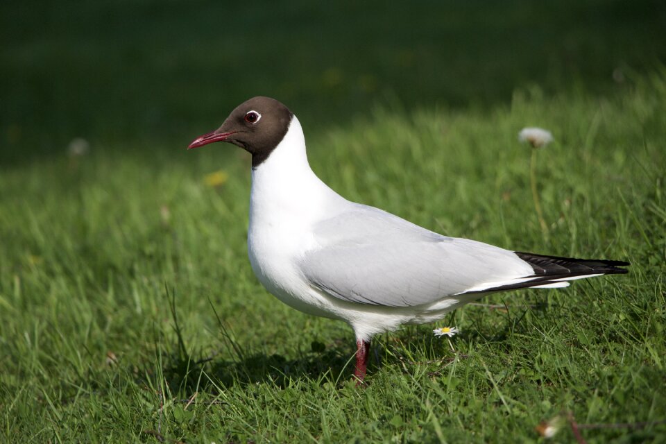 Nature ornithology gull