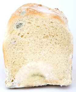 Biology bread breakfast photo