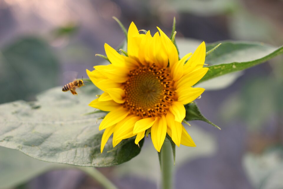 Green open country flower