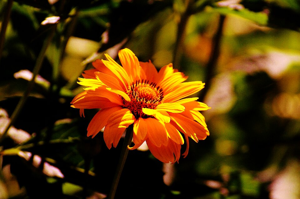 Bloom nature close up