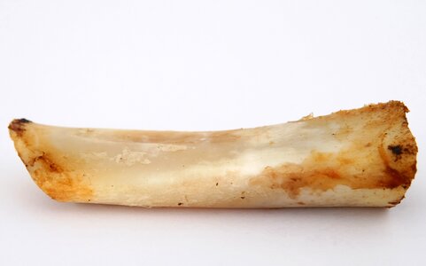 Beef bone canine photo