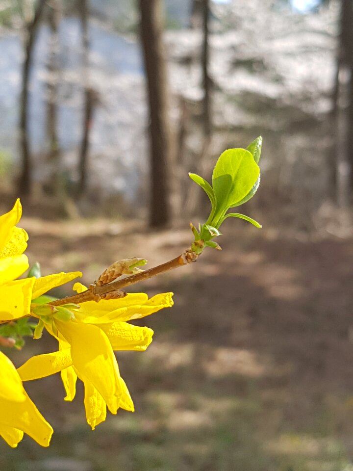 Bud spring flowers forsythia flower