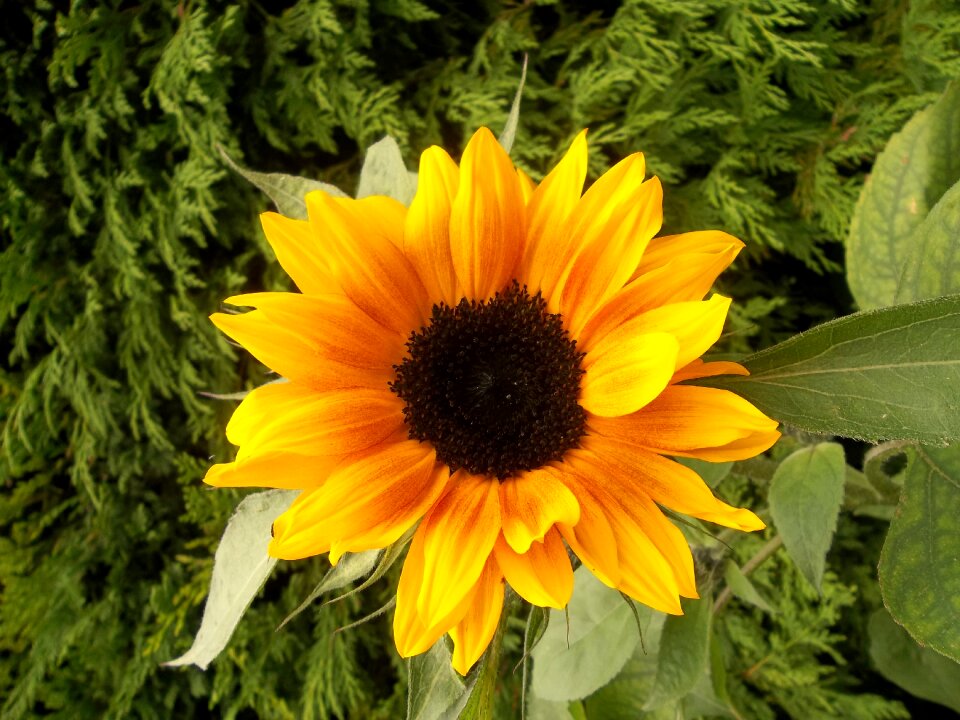 Sunflower garden flowers