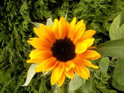 Sunflower garden flowers photo