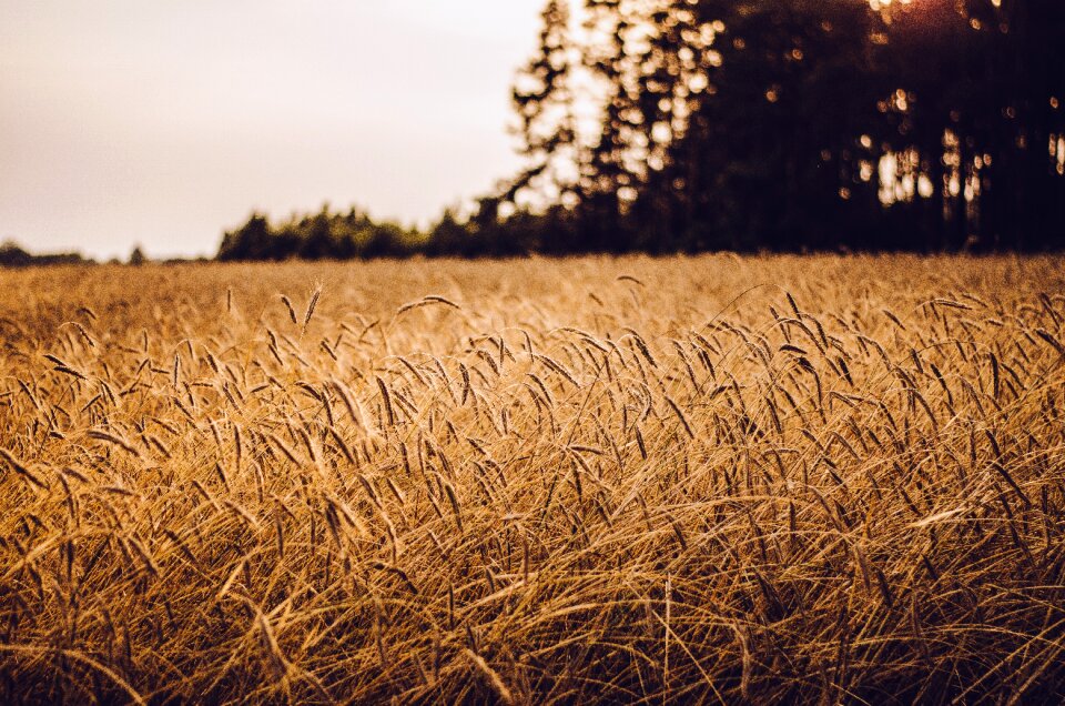 Grass wheat brown wheat