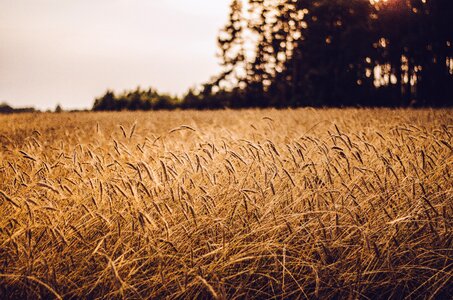 Grass wheat brown wheat photo