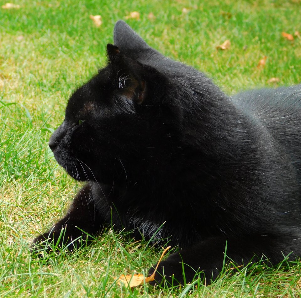 Sweet cat is chick is