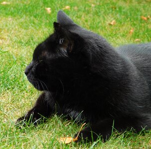 Sweet cat is chick is