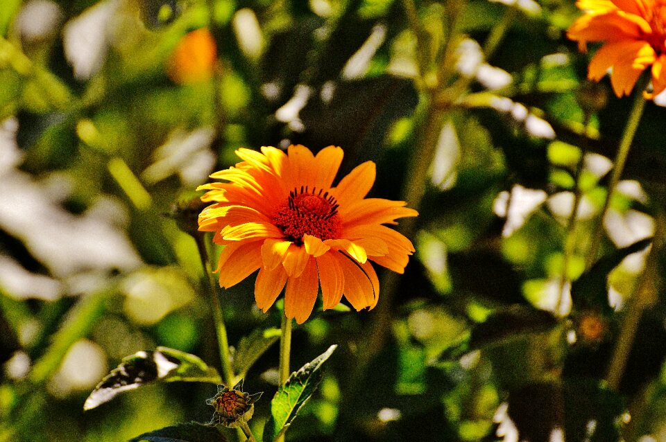 Bloom nature close up