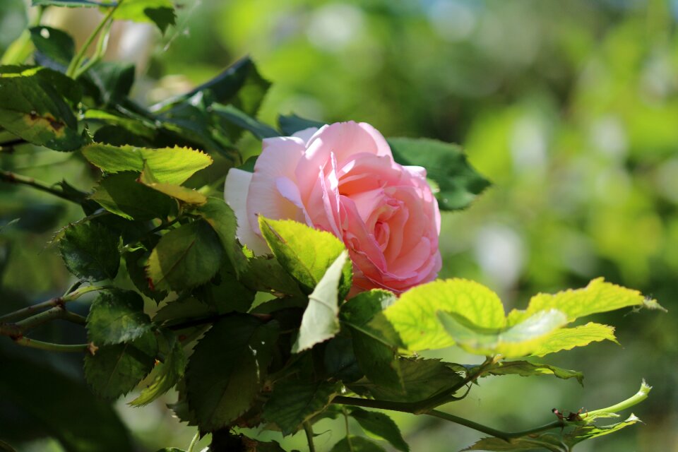 Garden summer flowers rosebush
