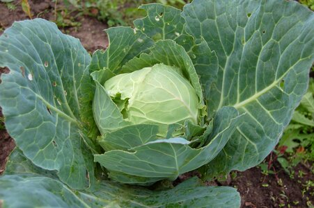 Fresh agriculture kochan
