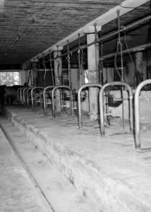 Proefboerderij, Bestanddeelnr 162-0634