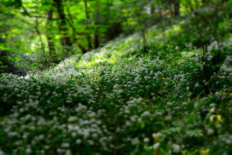 Forest nature outdoors