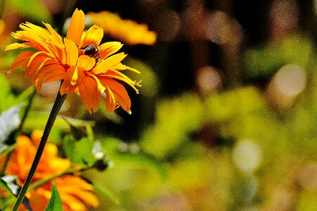 Bloom nature close up