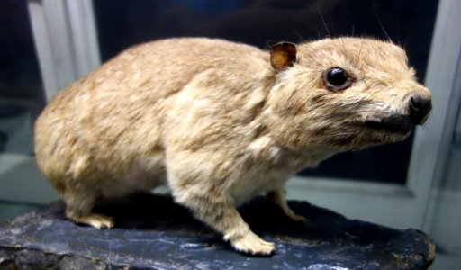 Procavia capensis scioanus - Museo Civico di Storia Naturale Giacomo Doria - Genoa, Italy - DSC02882