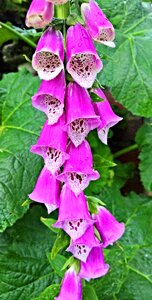 Many flowers pink interior brown patterned
