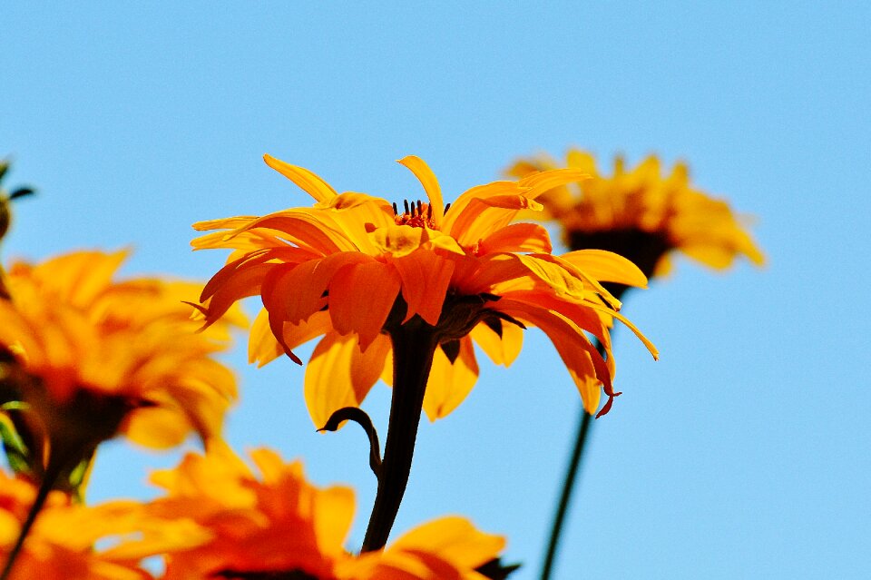 Bloom nature close up