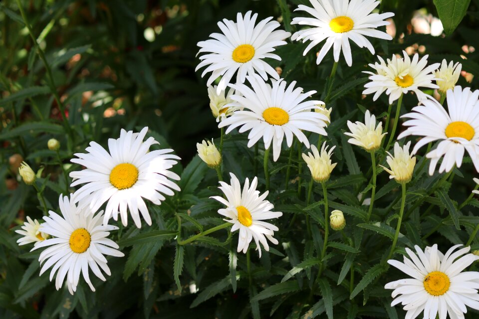 Spring nature field