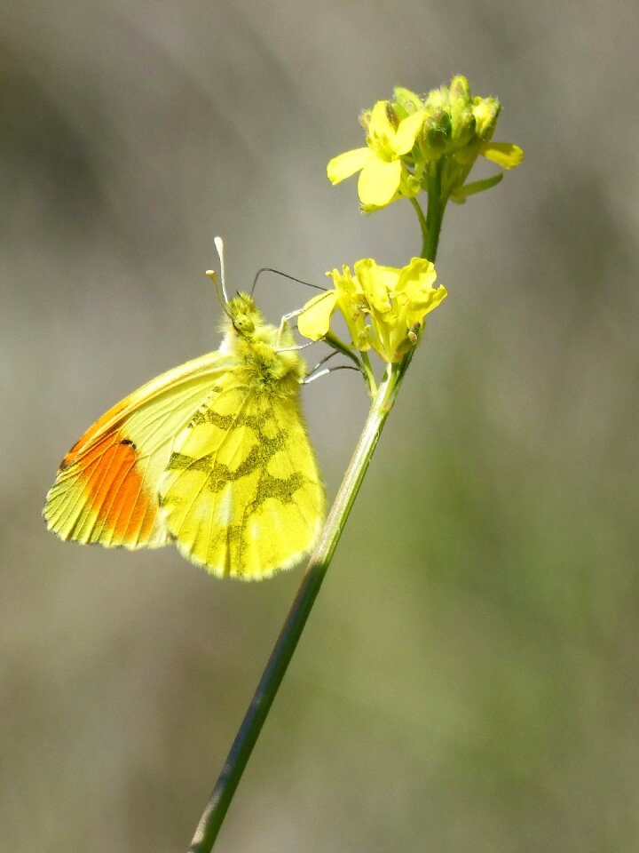 Libar anthocharis euphenoides aurora groga