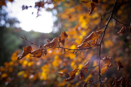 Leaves colorful faded