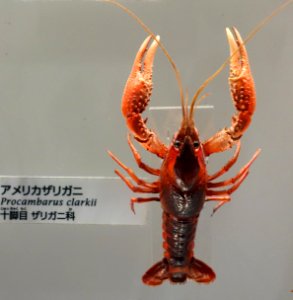 Procambarus clarkii - National Museum of Nature and Science, Tokyo - DSC07555-001