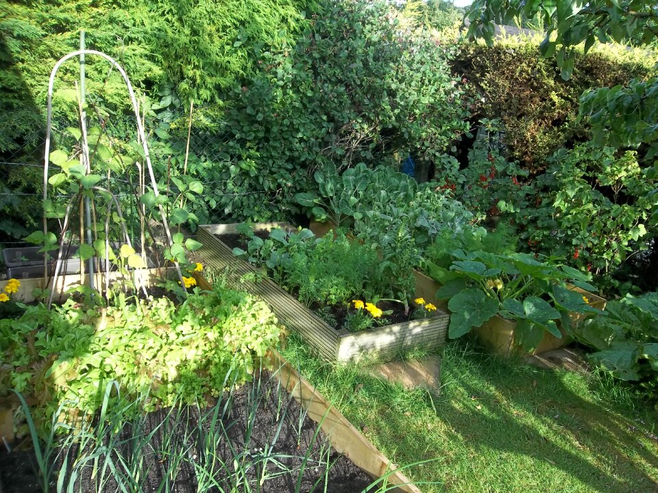 Garden vegetables produce