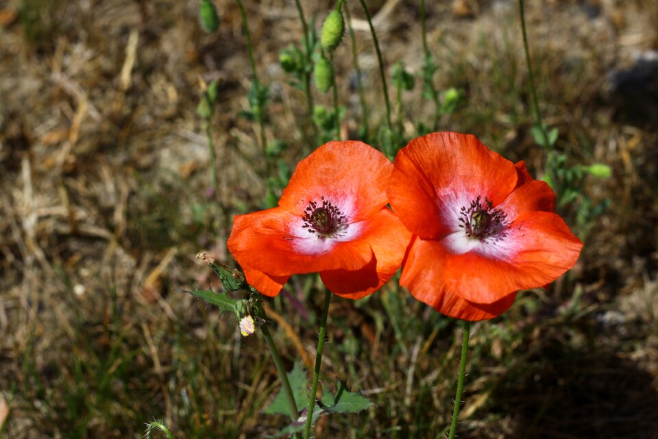 Nature red flowers summer flowers