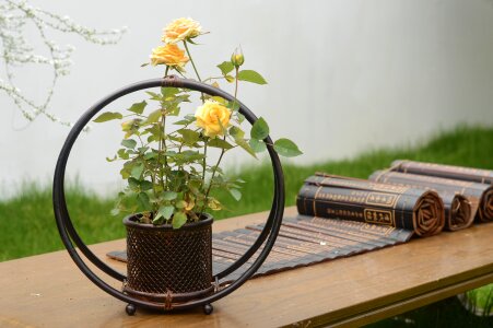 Potted plants ancient wind plant