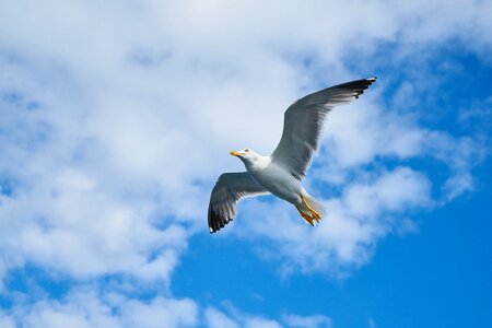 Bird gulls day