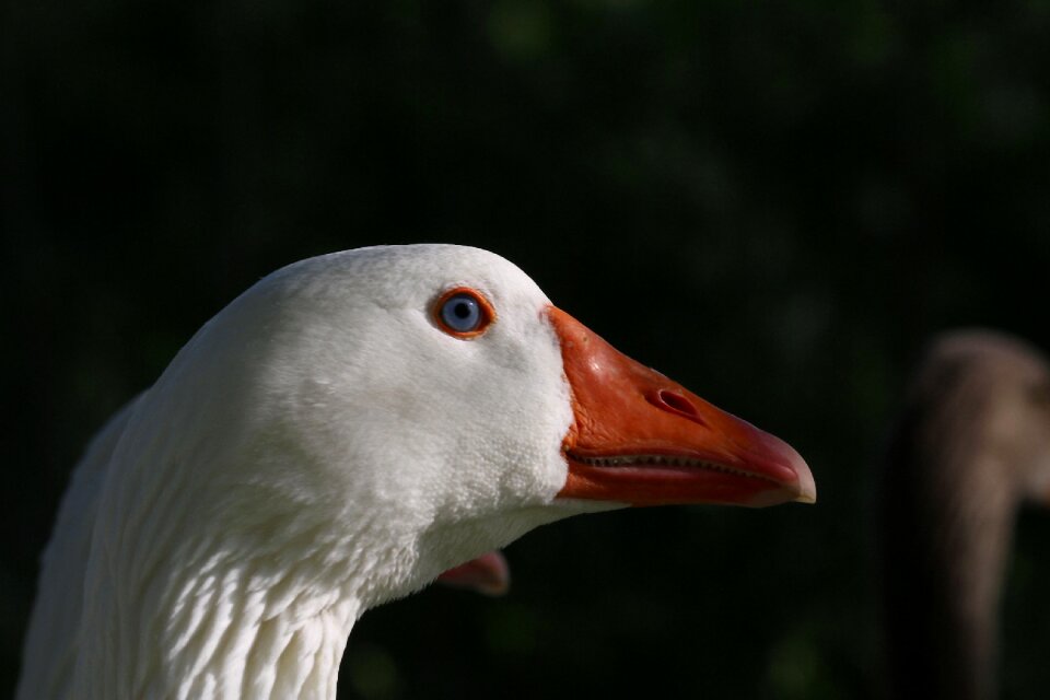 White bird animal portrait