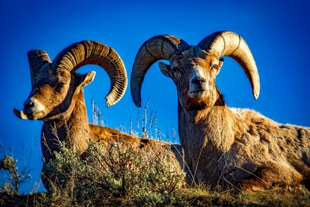 Wildlife animals pair