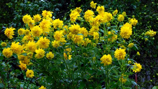 Dacha flowers yellow