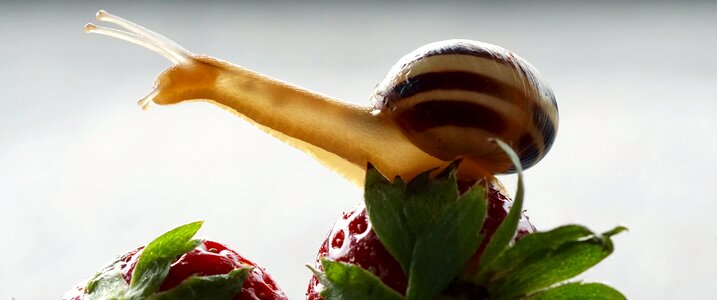 Probe mollusk slowly