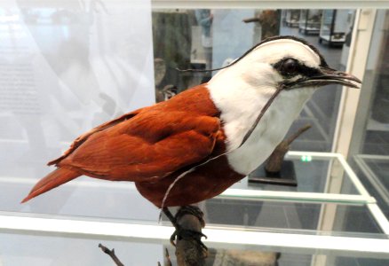 Procnias tricarunculatus - Naturmuseum Senckenberg - DSC02062