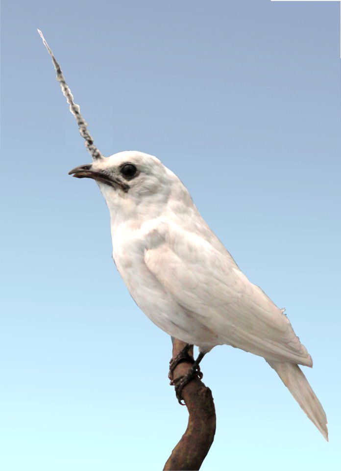 Procnias alba - Naturmuseum Senckenberg - DSC02064a