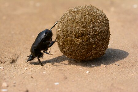 Dung beetle italy sisyphus