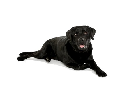 Black labrador pet photo