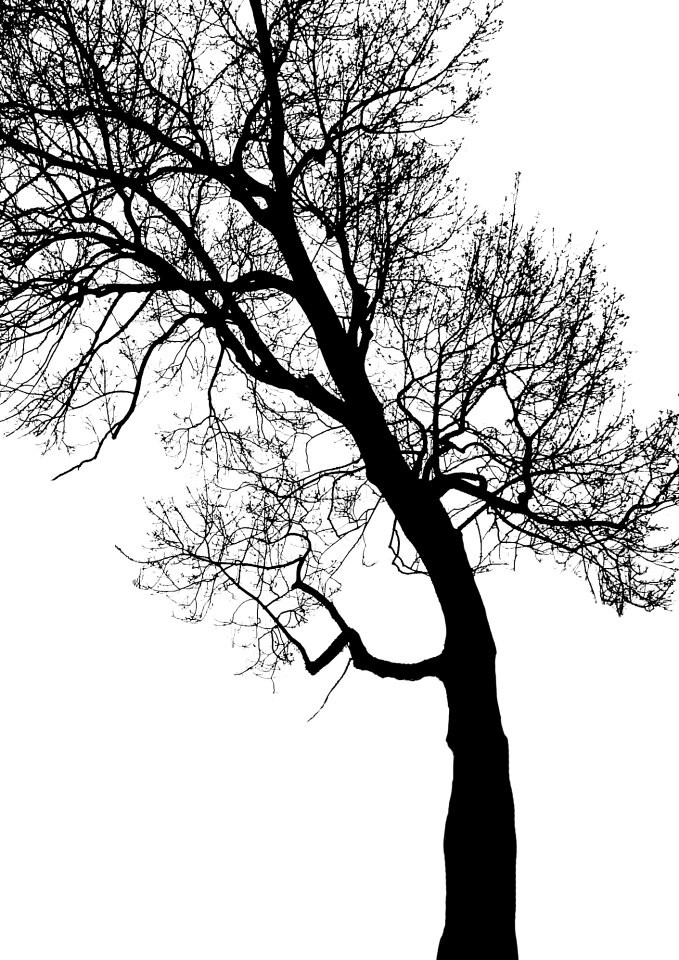 Foliage contrast winter