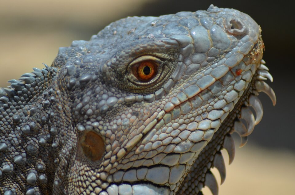 Animal fauna nature