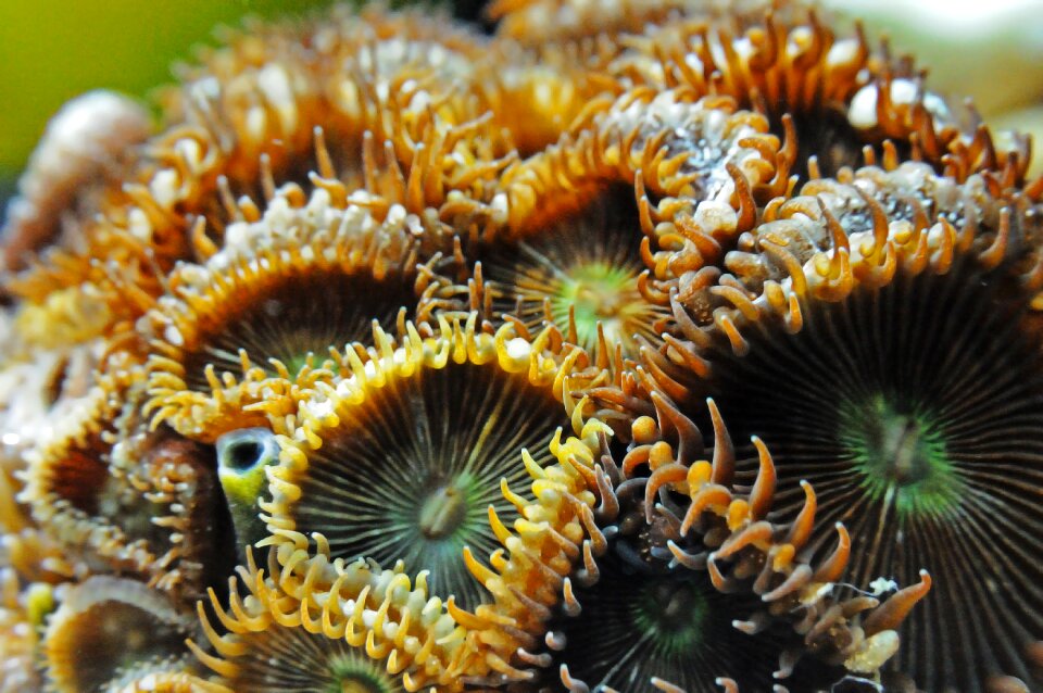 Aquarium nature underwater