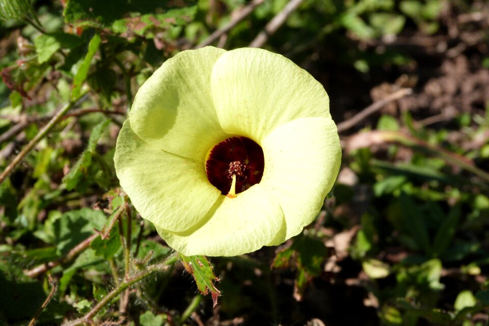 Flower of the forest flor do cerrado small flower