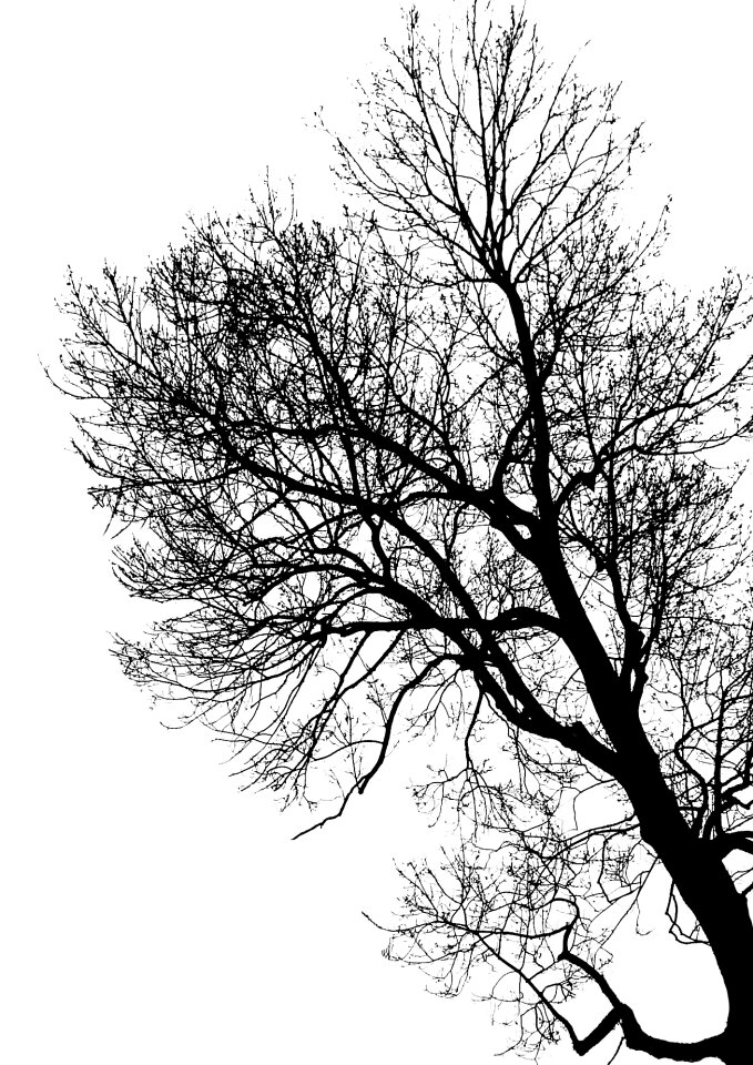 Foliage contrast winter