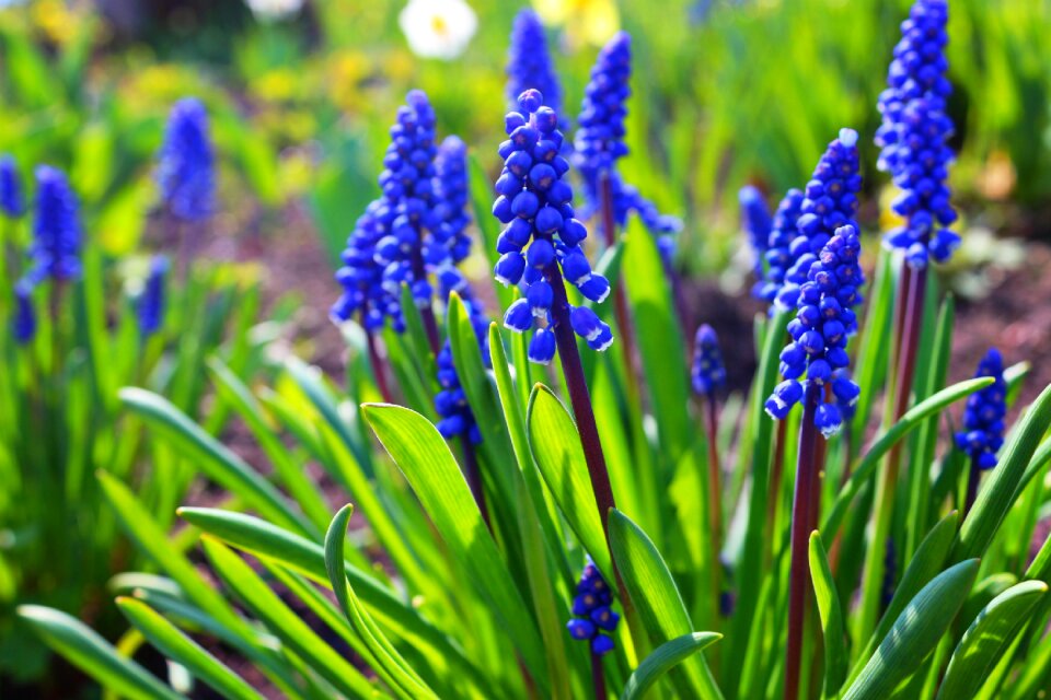 Flowers green blue photo