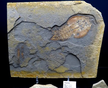 Proeryon sp. - Naturhistorisches Museum, Braunschweig, Germany - DSC05072