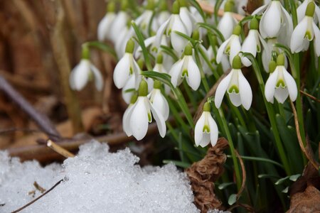 Nature march february