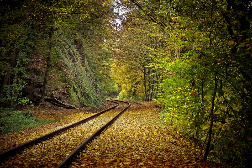 Landscape forest farbenspiel