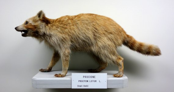 Procyon lotor - Museo Civico di Storia Naturale Giacomo Doria - Genoa, Italy - DSC02576