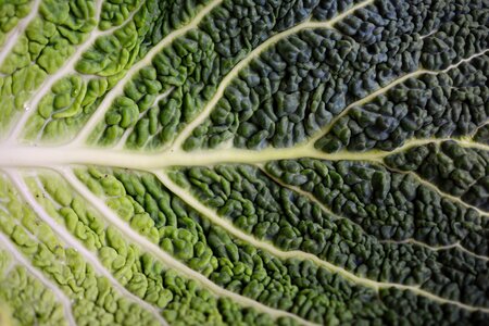 Structure brassica vegetables market stall